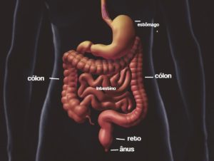 Sangramento Anal - Estrutura intestino corpo humano