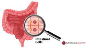 doenças do intestino