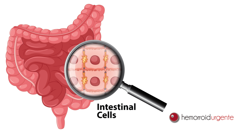 doenças do intestino